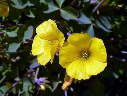 floare Oksalis în creștere în casă, fotografii