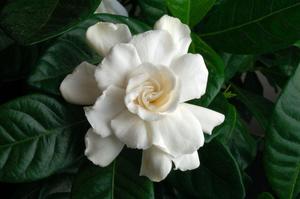 Jasmine imagine și descriere a soiurilor de arbuști, în special cultivarea și îngrijirea la domiciliu de flori