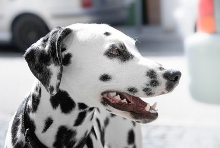 Dalmate descriere câine rasa, natura, condițiile, opinii ale proprietarilor