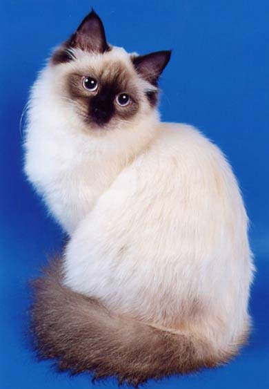 Pisica longhaired rase lista cu fotografii, toaletare - murkote despre pisici și pisici