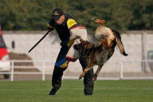 Dogipediya - Totul despre câini - știri, articole, fotografii