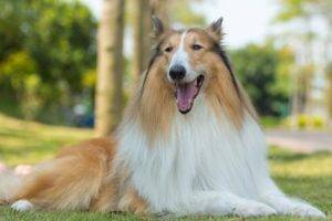 Dogipediya - Totul despre câini - știri, articole, fotografii