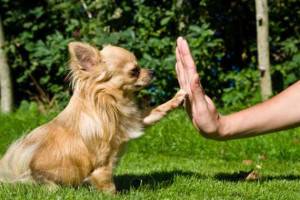 Dogipediya - Totul despre câini - știri, articole, fotografii