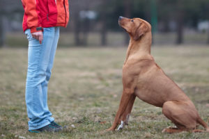 Dogipediya - Totul despre câini - știri, articole, fotografii