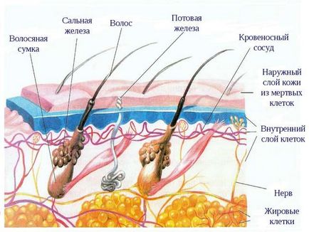 Expert Hair Evalar - Revizuirea loțiune comprimate șampon