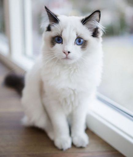 Aceste pisici - cea mai frumoasa pisica din lume