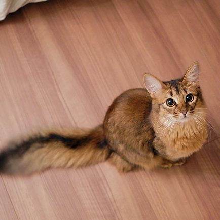 Aceste pisici - cea mai frumoasa pisica din lume