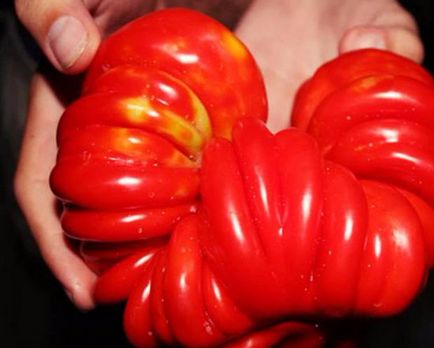 Date despre tomate tomate este un fruct, legume sau fructe