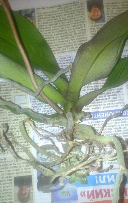Phalaenopsis - galben și usca frunze