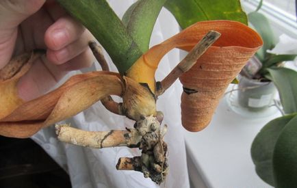 Phalaenopsis - galben și usca frunze