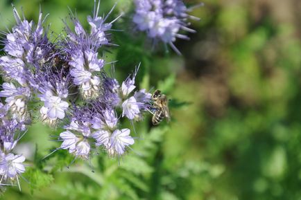 Phacelia ca îngrășământ verde când să planteze și cum să se aplice