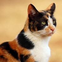 pisici Fenomen tricolore - pisică misterioasă