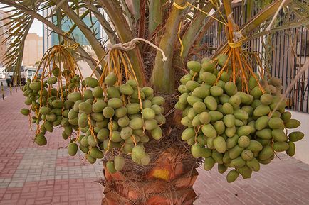 Data de palmier a oaselor - cultivarea și îngrijirea la domiciliu, foto, video