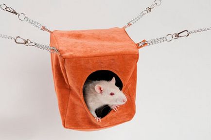 Hamac pentru ateliere de șobolan și idei cu propriile lor mâini, salut, bloguri Blogger cele mai interesante Runet