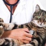Accident vascular cerebral la pisici - cauze, simptome, prim ajutor, tratament