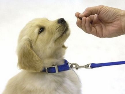 Cum de a instrui un câine toate comenzile pentru câini - 19 aprilie 2016 - un câine sănătos