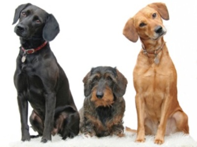 Cum de a instrui un câine toate comenzile pentru câini - 19 aprilie 2016 - un câine sănătos