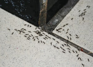 Cum sa scapi de furnici negre din casa toate metodele și caracteristicile acestora