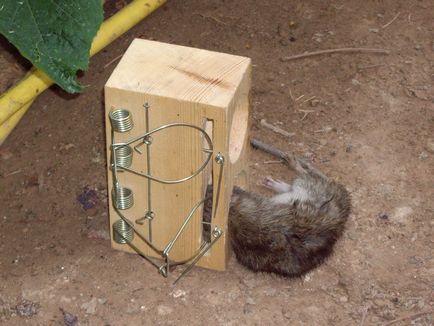 Cum să scapi de șobolani și șoareci