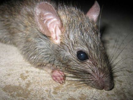 Cum să scapi de șobolani și șoareci