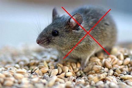 Cum să scapi de șoareci sau șobolani maestru
