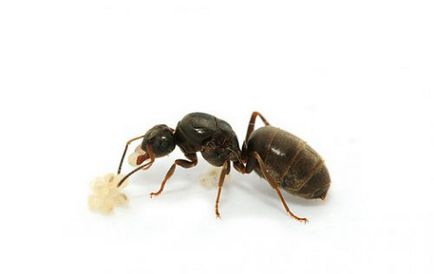 Cum sa scapi de furnici in casa negru, apartament