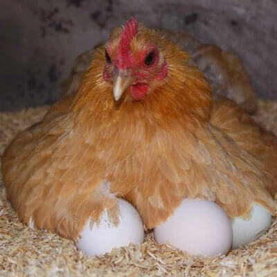Ca un pui depune ouă, ouăle de găină proces care poartă de la „a“ la „z“