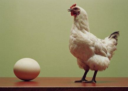 Ca un pui depune ouă, ouăle de găină proces care poartă de la „a“ la „z“