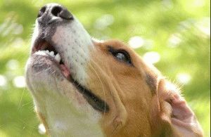 Cum de a determina rasa de câine diferite caracteristici ale rasa pura (pursânge) Cum de a determina rasa de câine diferite caracteristici pur sânge