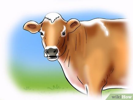 Cum de a determina estrului la vaci sau juninci