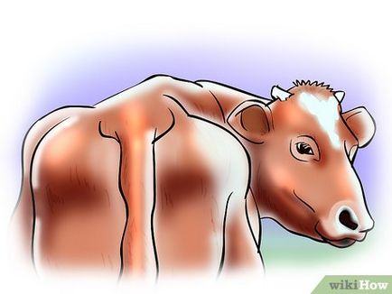 Cum de a determina estrului la vaci sau juninci