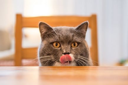 Ce produse alimentare în conformitate cu cele mai bune medicilor veterinari pentru pisici