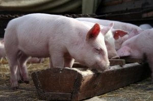 Cum să se hrănească porcii cel mai bun sfat nutriționistul