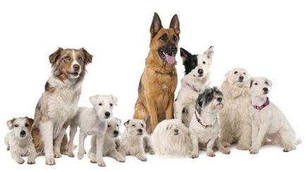 Cum de a alege dreptul de discuție de câine - comunitate de instrucțiuni de utilizare