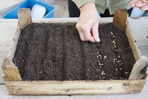 Cum să crească o a cincea semințe de la domiciliu