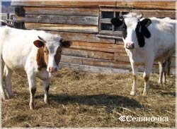 Cum de a rula o vaca - selyanochka - portal pentru agricultori, agricultură,