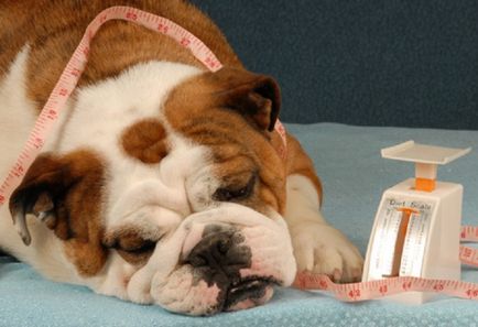 Cum se calculează doza de amoxicilină pentru câini