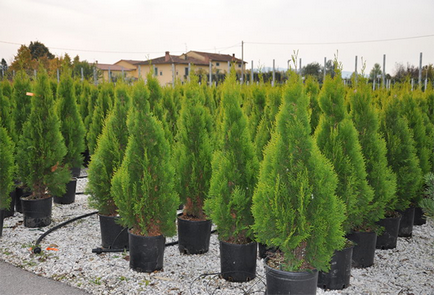 Cum de a planta arborvitae în timpul verii - tehnologia de drept și subtilitățile de îngrijire