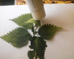 Cum sa faci un ierbar cu mâinile lor în școală, foto, video (cu mâinile) Cum sa faci un ierbar cu mâinile lor în școală, foto, video