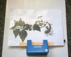 Cum sa faci un ierbar cu mâinile lor în școală, foto, video (ierbar) Cum sa faci un ierbar cu mâinile lor în școală, foto, video