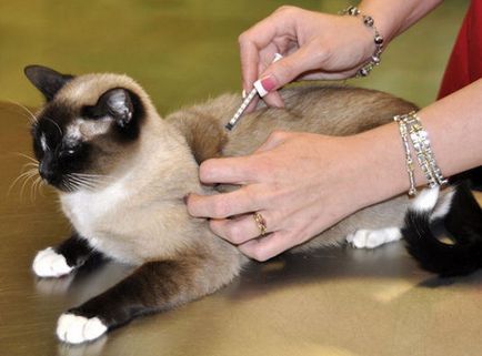 Cum să obțineți o lovitură o pisică sau o pisică în greabăn și intramuscular