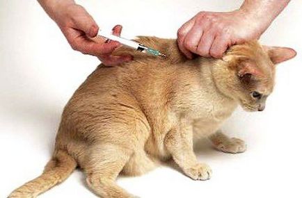 Cum să obțineți o lovitură o pisică sau o pisică în greabăn și intramuscular