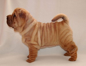 Cum să păstrați descrierea Shar-Pei câine rasa, caracteristicile, regulile de îngrijire (conțin) Cum de a păstra un câine Shar-Pei Descriere rasa, caracteristici, reguli de ingrijire
