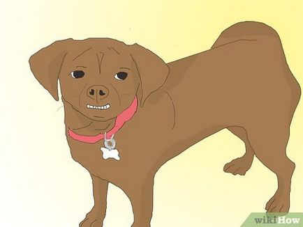 Cum de a alege un câine