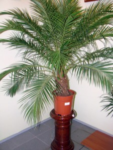 Cum să crească o dată de oase și cum să aibă grijă de un copac de palmier data la domiciliu