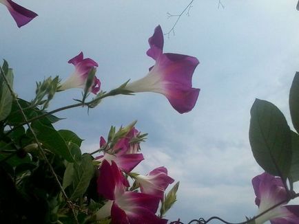 Cum să crească și kobeyu Ipomoea - cabana grădină de flori
