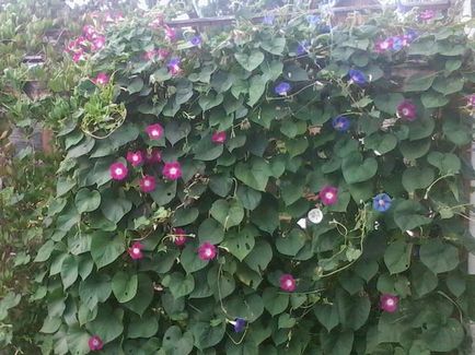 Cum să crească și kobeyu Ipomoea - cabana grădină de flori