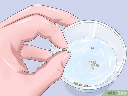 Cum să crească rozmarin din semințe