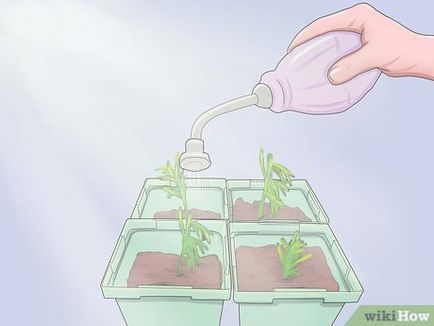 Cum să crească rozmarin din semințe