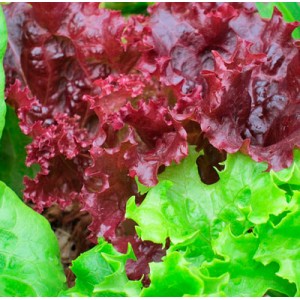 Cum să crească salata Lollo Rossa - samostroy 74